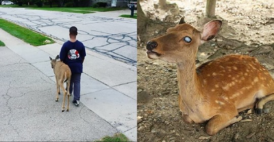 Kindhearted Boy Does Touching Routine For A Bling Deer Daily