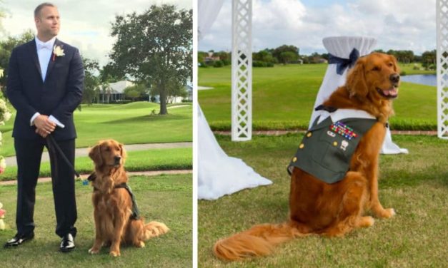Wounded Veteran’s Service Dog Becomes His Best Man At His Wedding