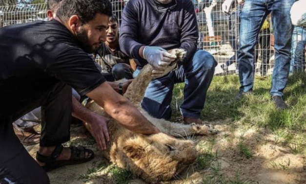 Zoo Declaws Young Lioness So Visitors Can ‘Play’ With Her