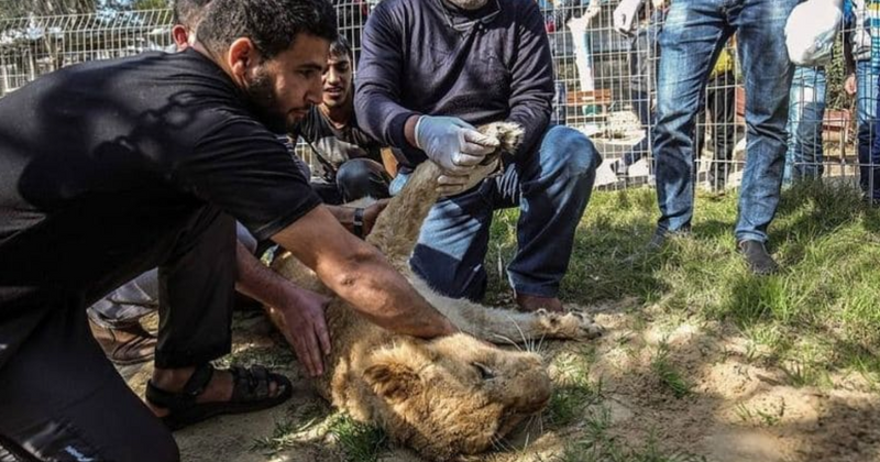 Zoo Declaws Young Lioness So Visitors Can ‘Play’ With Her