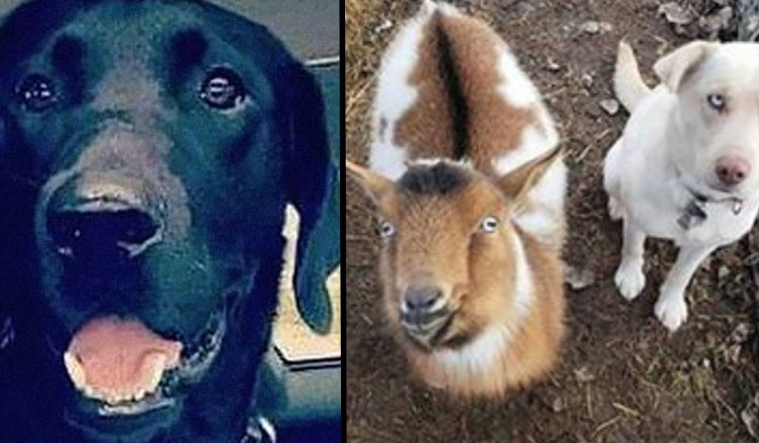 Dog Goes Missing And Returns Home With Two New Friends