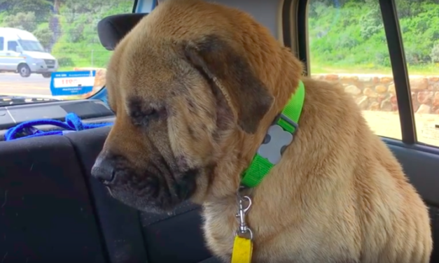 Neglected Dog Desperate For Love And Affection Finally Gets Adopted