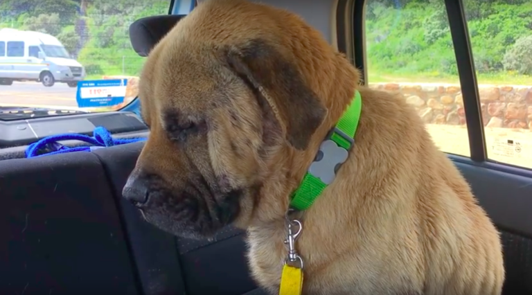 Neglected Dog Desperate For Love And Affection Finally Gets Adopted