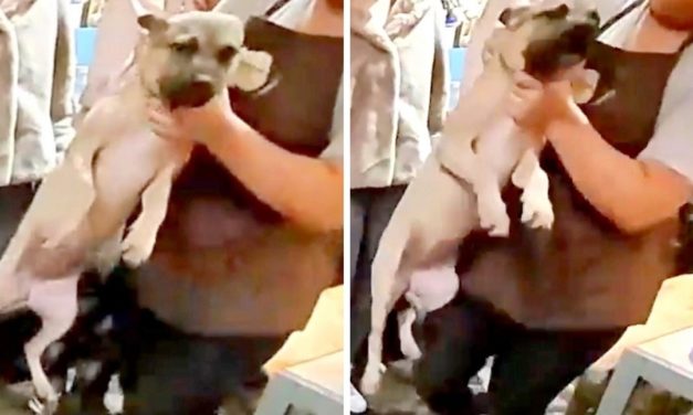 Pet Shop Employee Fired After Throwing A Dog On Concrete Floor
