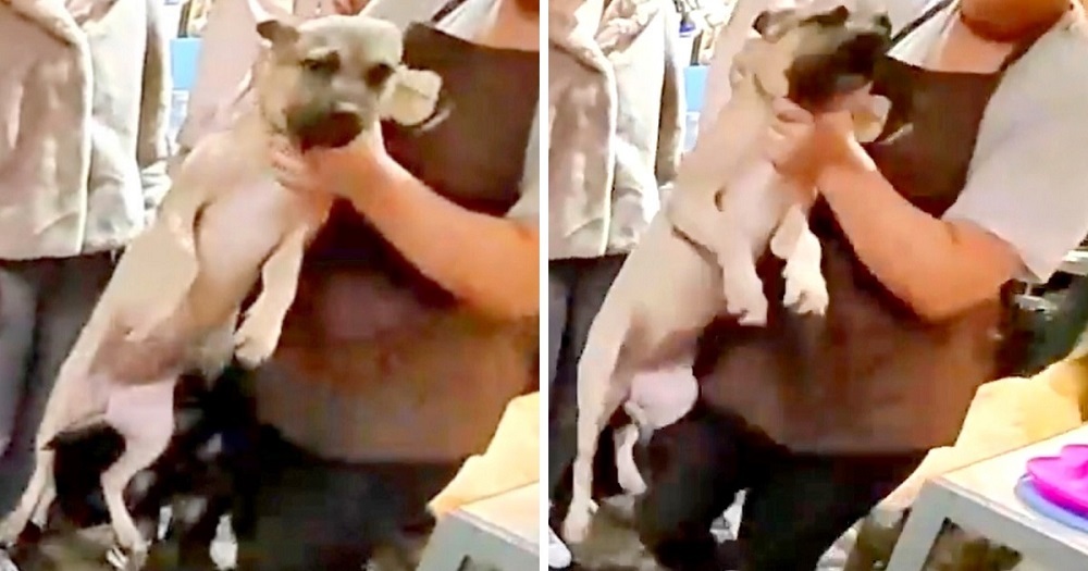 Pet Shop Employee Fired After Throwing A Dog On Concrete Floor