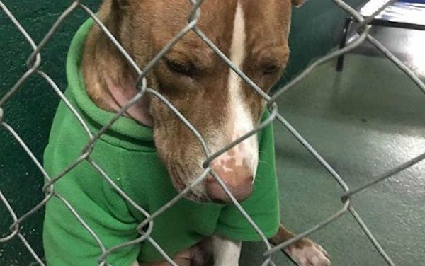 Shelter Dog Wearing A Christmas Sweater Finally Gets Adopted