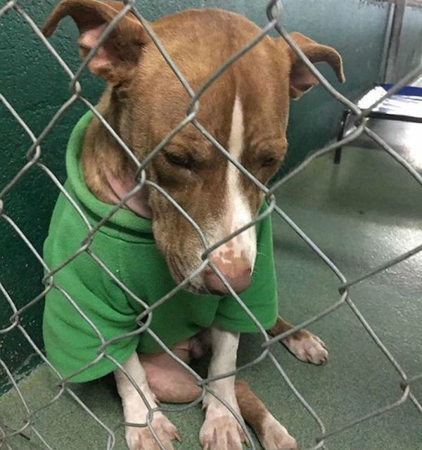 Shelter Dog Wearing A Christmas Sweater Finally Gets Adopted