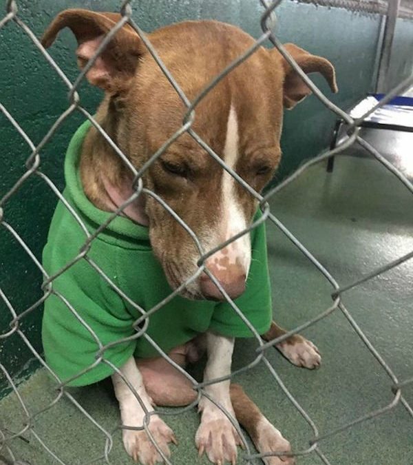 Shelter Dog Wearing A Christmas Sweater Finally Gets Adopted