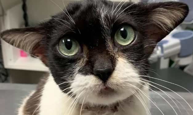 Kitty With Adorable Ears Stole Everyone’s Heart After Being Rescued