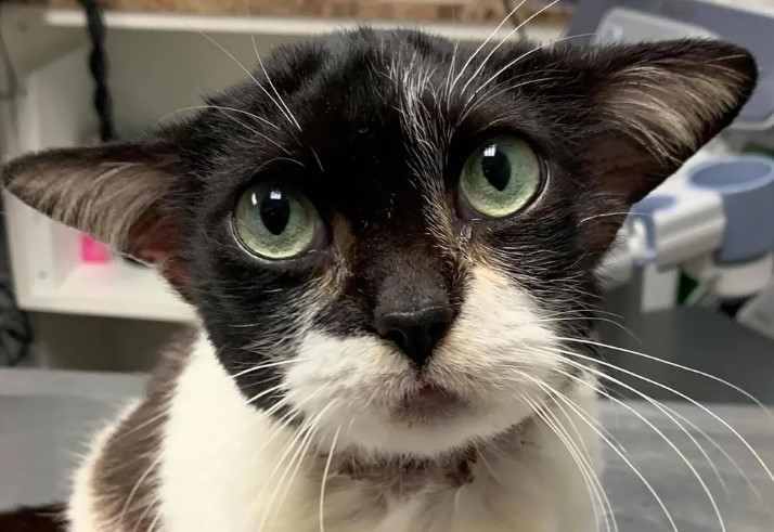 Kitty With Adorable Ears Stole Everyone’s Heart After Being Rescued