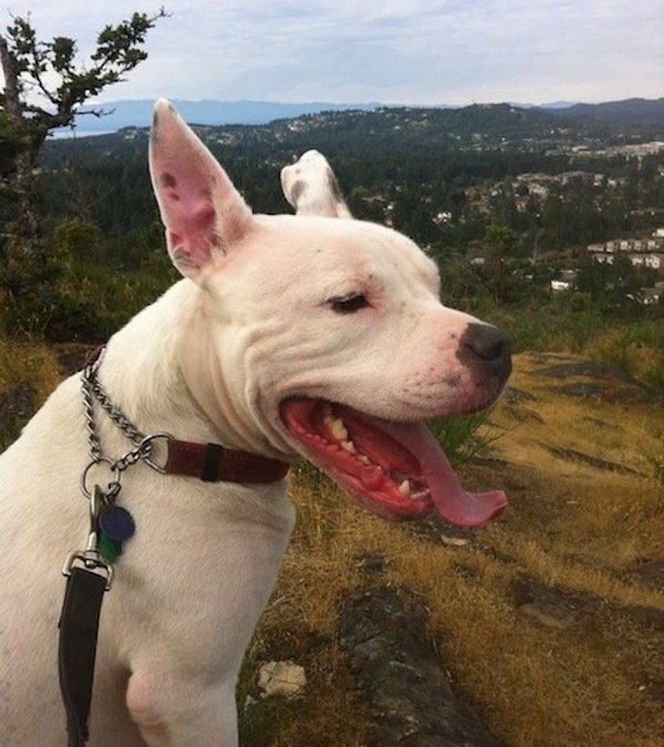 A Shelter Dog Just Hours Away From Being Euthanized Has Been Saved Before Christmas