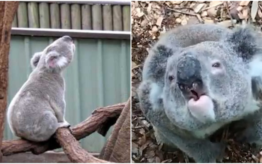 People Shocked After Hearing What Koalas Actually Sound Like