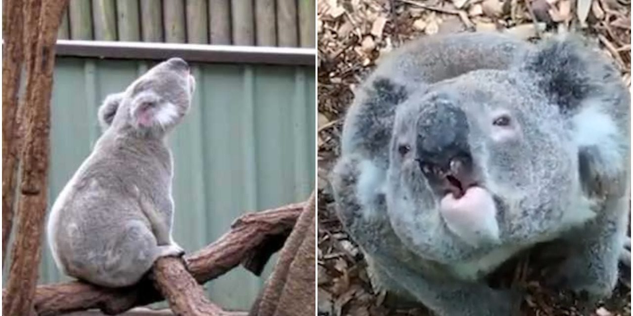 People Shocked After Hearing What Koalas Actually Sound Like