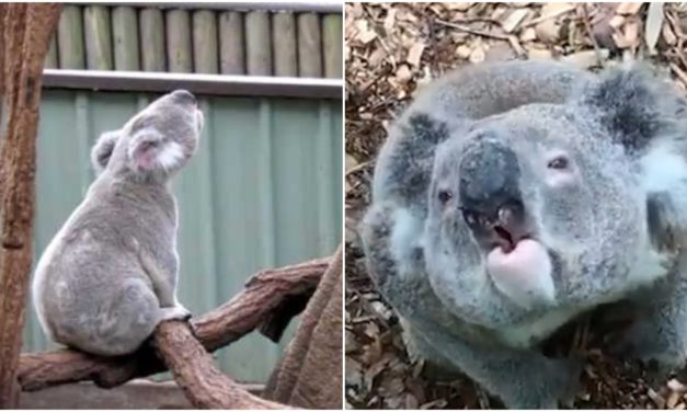 People Shocked After Hearing What Koalas Actually Sound Like