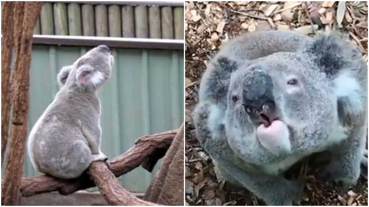 People Shocked After Hearing What Koalas Actually Sound Like