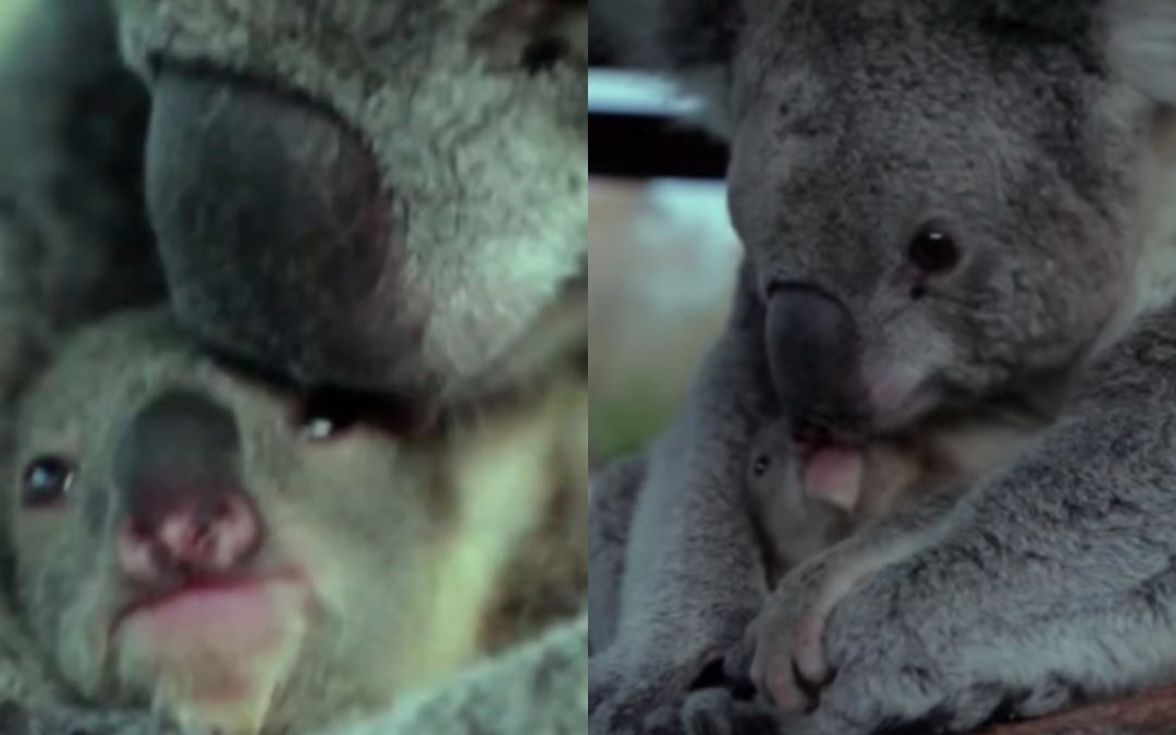 The Sweet Moment This Newborn Koala Sees Its Mommy For The Very First Time