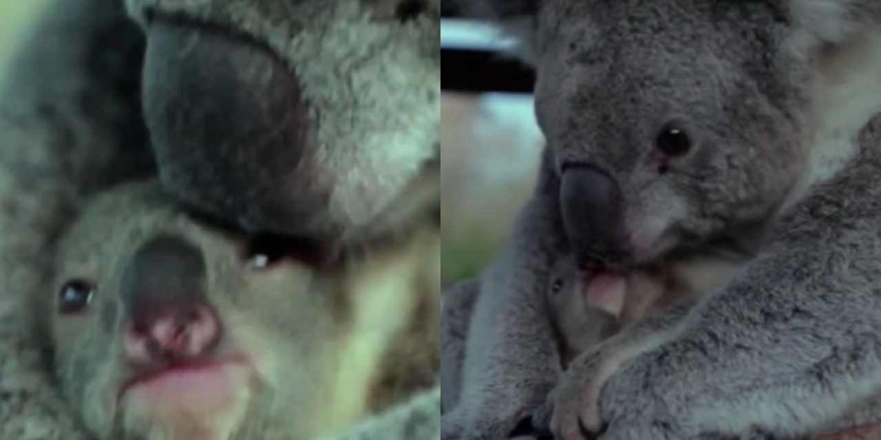The Sweet Moment This Newborn Koala Sees Its Mommy For The Very First Time