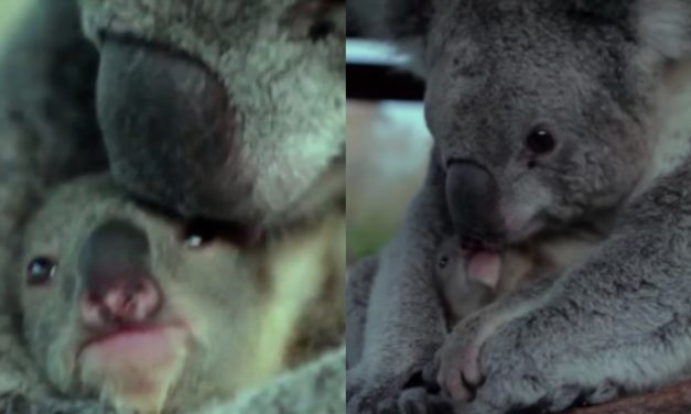 The Sweet Moment This Newborn Koala Sees Its Mommy For The Very First Time
