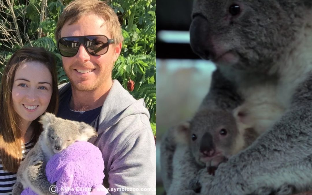 Baby Koala Is Hand Raised By Human Couple After Losing It’s Koala Mom