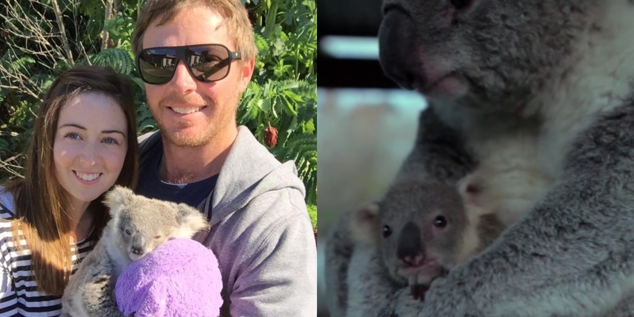Baby Koala Is Hand Raised By Human Couple After Losing It’s Koala Mom