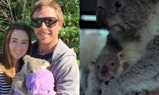 Baby Koala Is Hand Raised By Human Couple After Losing It’s Koala Mom