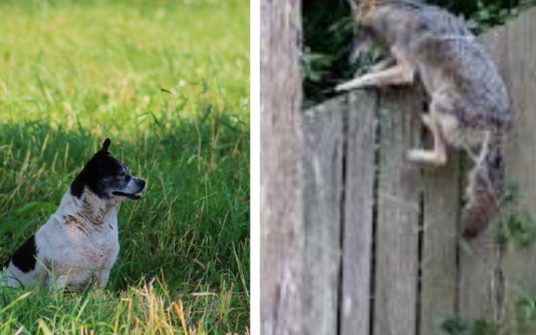 Warning: Keep Your Pets At Home As They Might Be In Danger