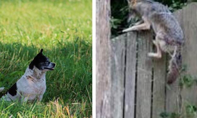 Warning: Keep Your Pets At Home As They Might Be In Danger