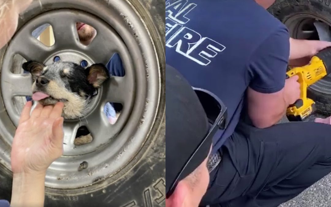 Puppy Stuck His Head In a Wheel, Firefighters Had To React