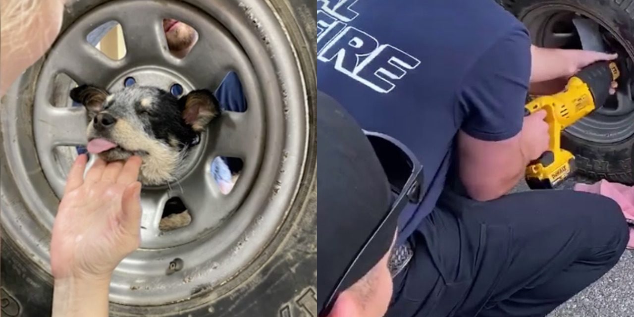 Puppy Stuck His Head In a Wheel, Firefighters Had To React