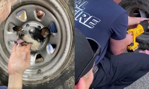 Puppy Stuck His Head In a Wheel, Firefighters Had To React