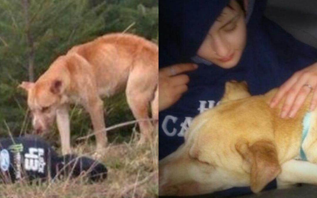 Watch: Young Girl Pretends To Be Hurt To Rescue A Stray Dog