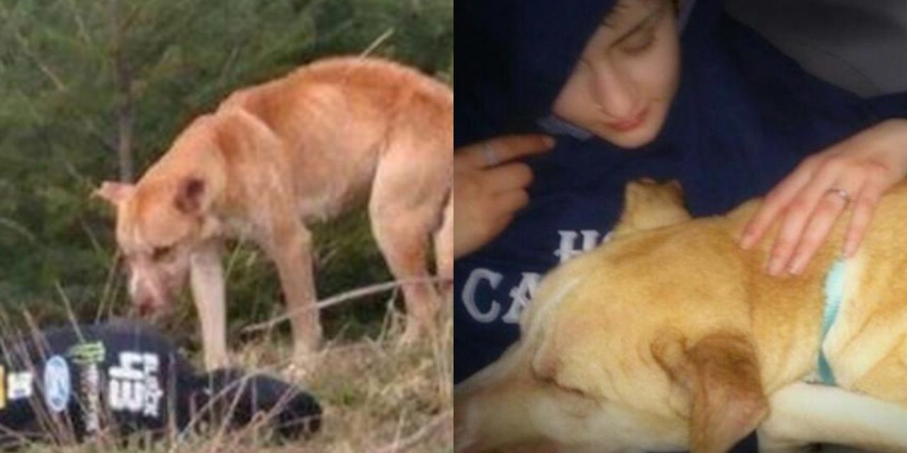 Watch: Young Girl Pretends To Be Hurt To Rescue A Stray Dog