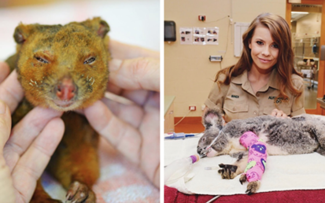 Irwin Family Stepped In And Helped Over 90,000 Animals Amid Australian Bushfires Disaster