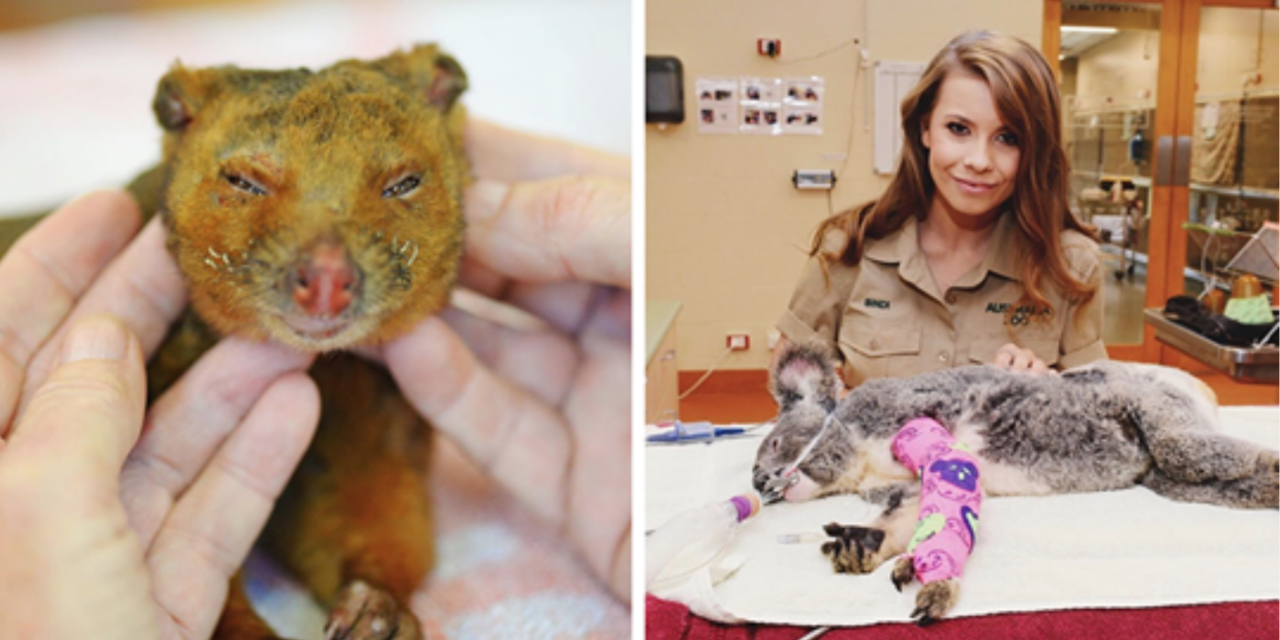 Irwin Family Stepped In And Helped Over 90,000 Animals Amid Australian Bushfires Disaster