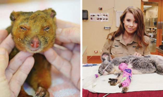 Irwin Family Stepped In And Helped Over 90,000 Animals Amid Australian Bushfires Disaster