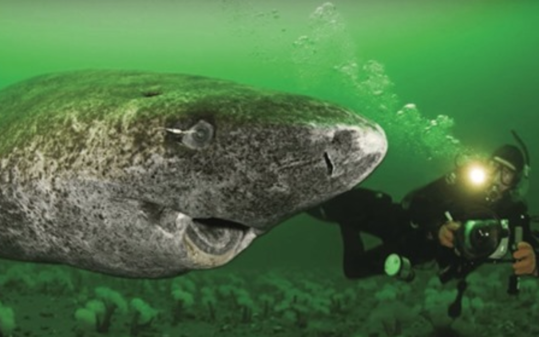 Study Finds 512 Y.O. Shark, Immediately Becomes The Oldest Living Vertebrate On The Planet
