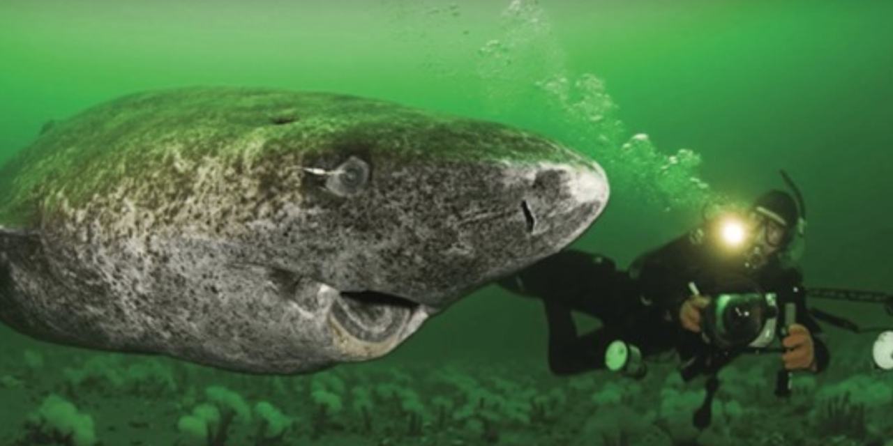 Study Finds 512 Y.O. Shark, Immediately Becomes The Oldest Living Vertebrate On The Planet