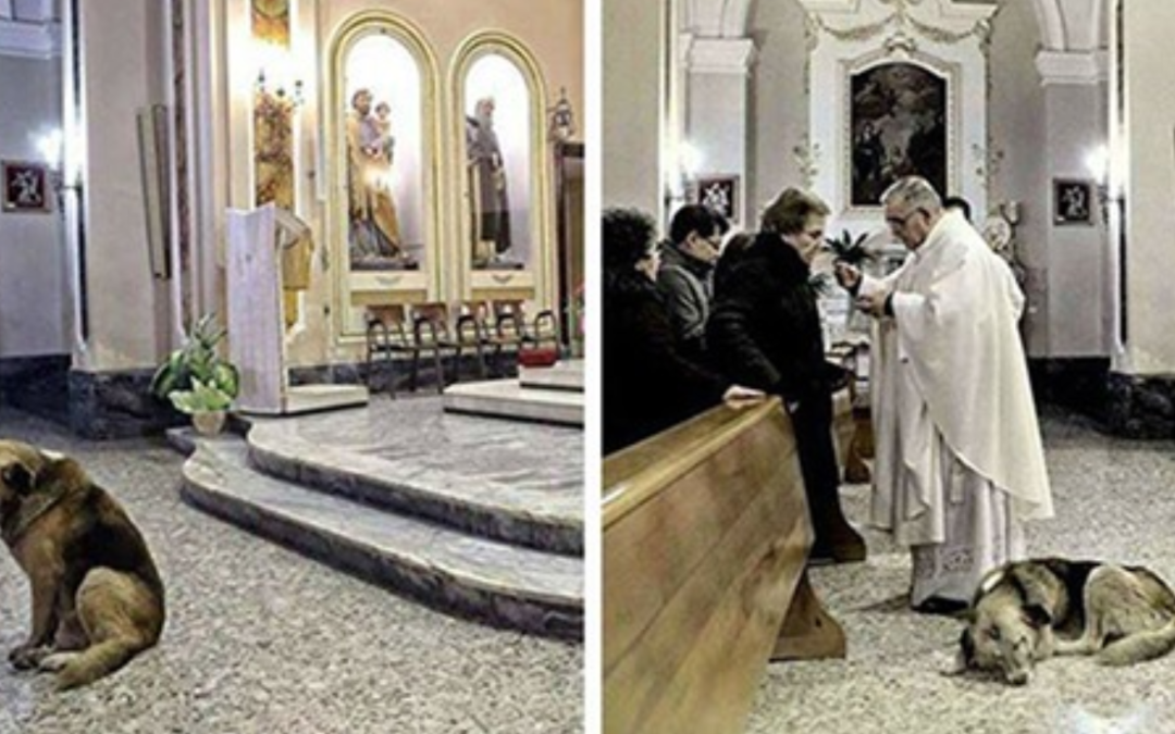 Dog Goes To Church Every Day Where His Owner’s Funeral Was, Hoping She’ll Come Back