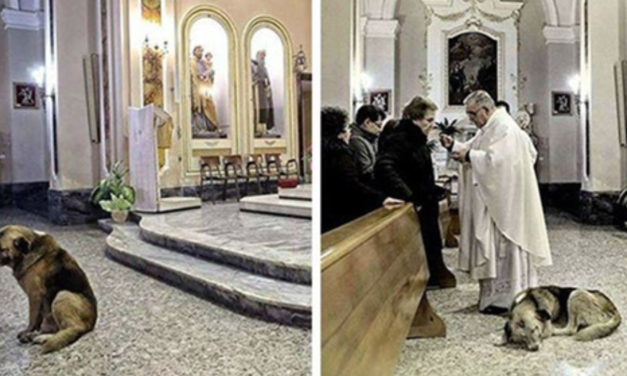 Dog Goes To Church Every Day Where His Owner’s Funeral Was, Hoping She’ll Come Back