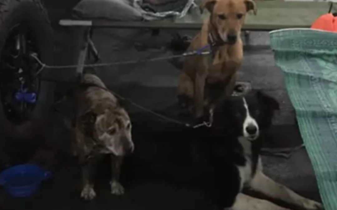 Navy Ship Becomes Doggy Daycare For Hundreds Of Dogs Fleeing Australian Fires