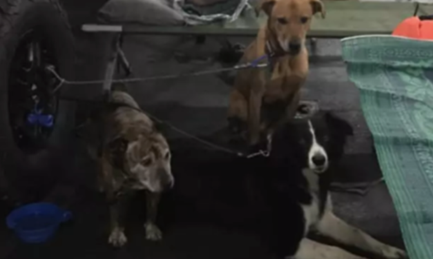 Navy Ship Becomes Doggy Daycare For Hundreds Of Dogs Fleeing Australian Fires