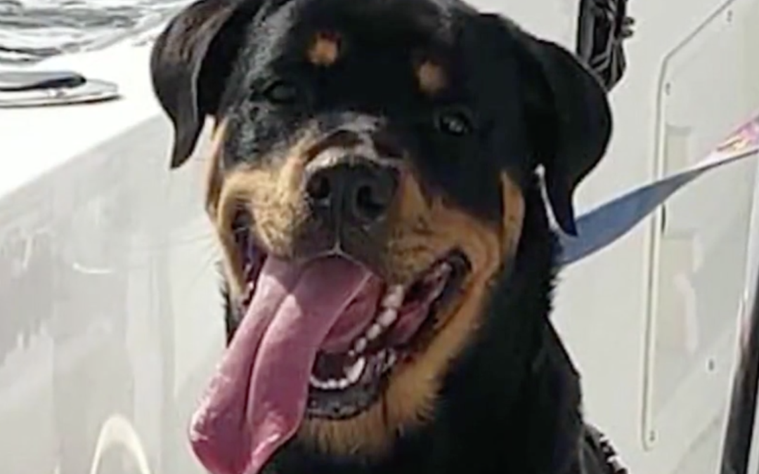 Lyft Driver Caught On Camera While Stealing A Rottweiler