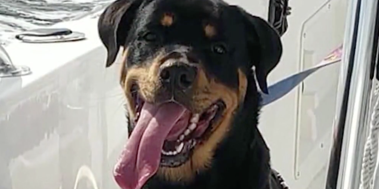 Lyft Driver Caught On Camera While Stealing A Rottweiler
