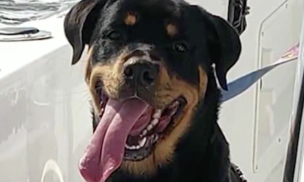 Lyft Driver Caught On Camera While Stealing A Rottweiler