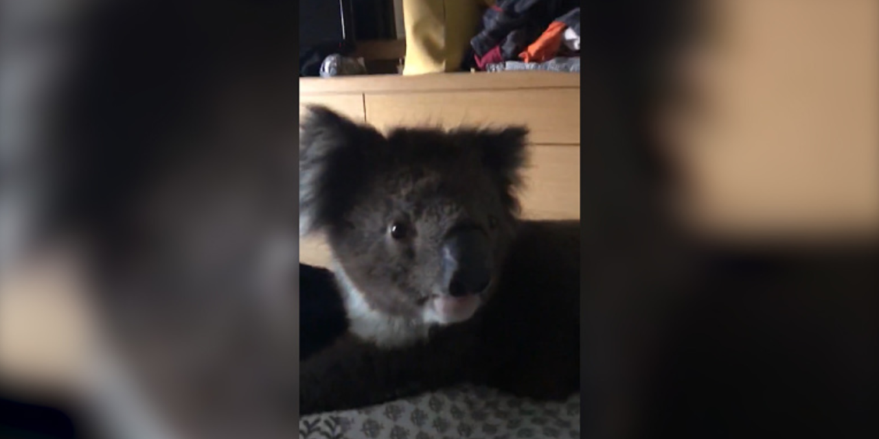 Koala Breaks In Family Home And Surprises Everyone