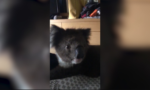 Koala Breaks In Family Home And Surprises Everyone