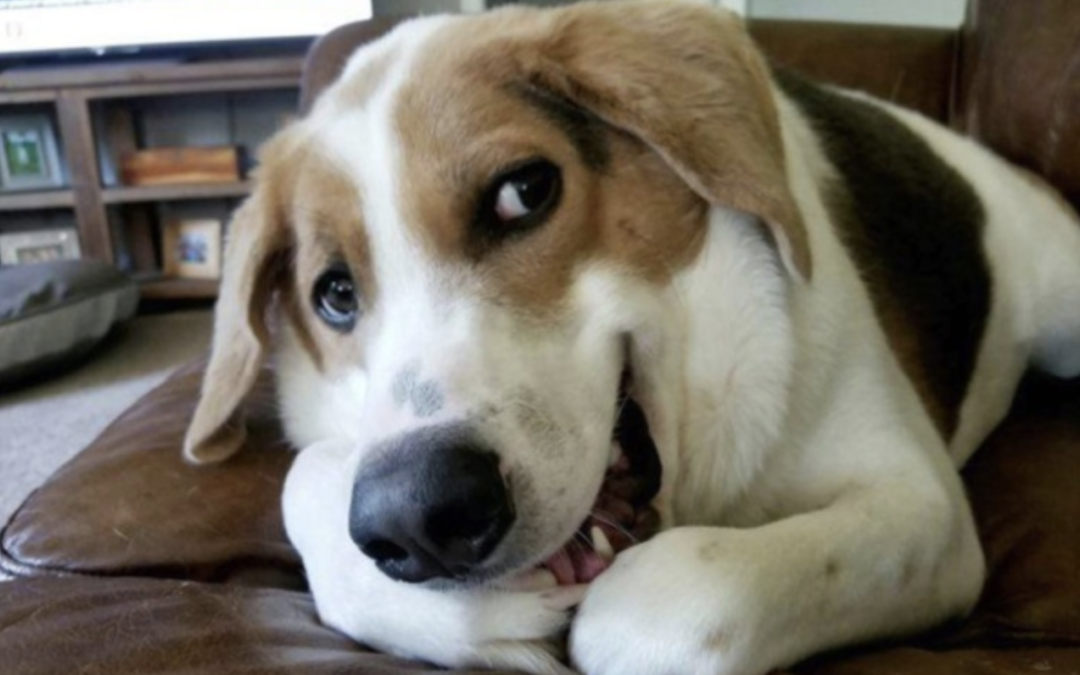 Dog Born Without Neck & A Butt On His Back Is The ‘Happiest Dog Alive’