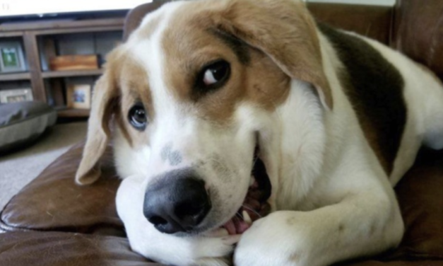 Dog Born Without Neck & A Butt On His Back Is The ‘Happiest Dog Alive’