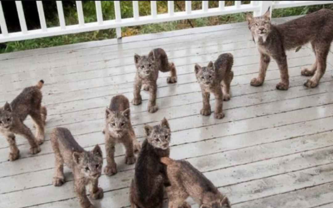Alaskan Man Wakes Up To Find A Family Of Lynx Playing On His Porch