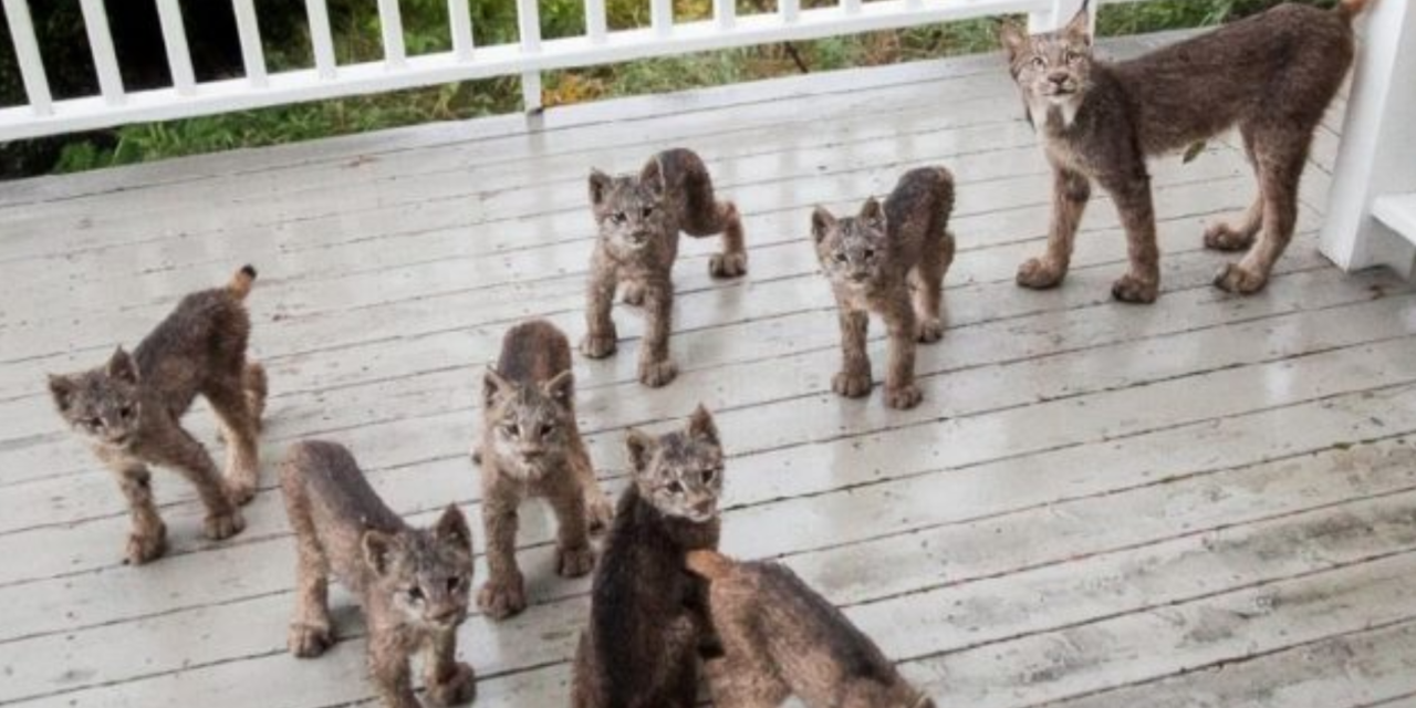 Alaskan Man Wakes Up To Find A Family Of Lynx Playing On His Porch